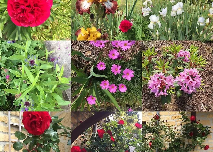 Lägenhet Ash Fountain Gardens Sarlat-la-Canéda